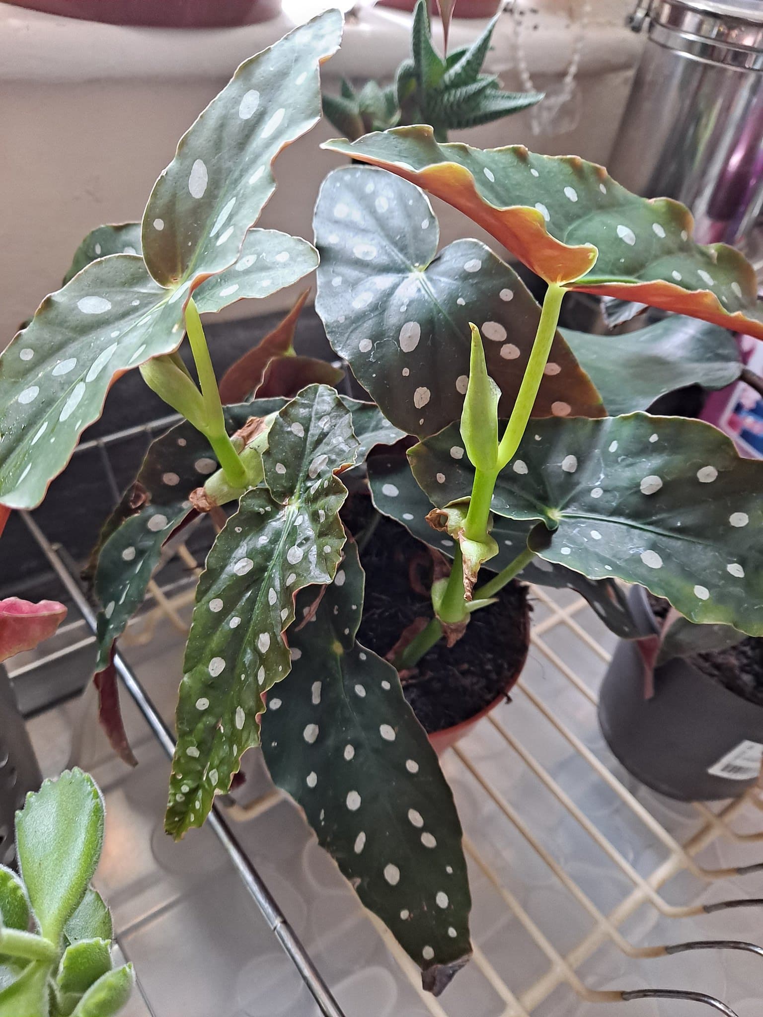 A pot containing the polka dot leaves is lying over a table