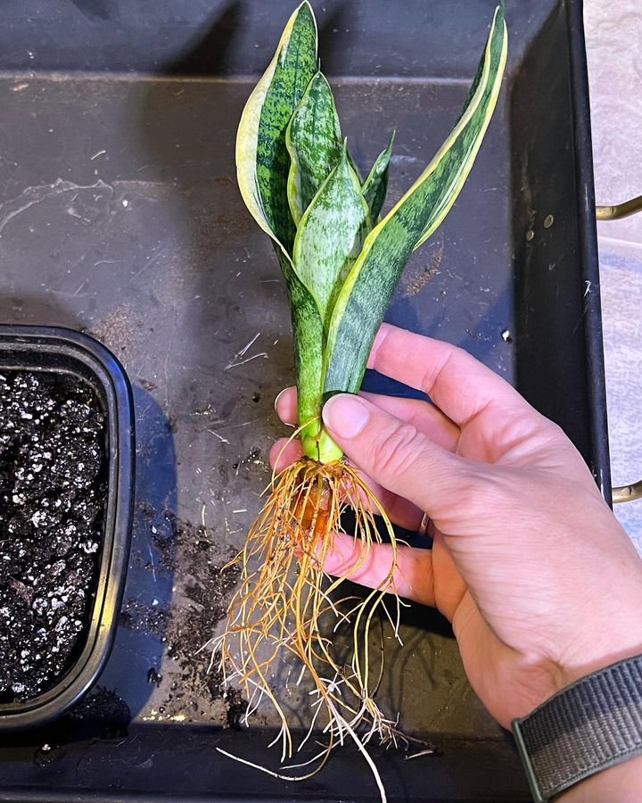 Offset from Snake plant taken for propagation.