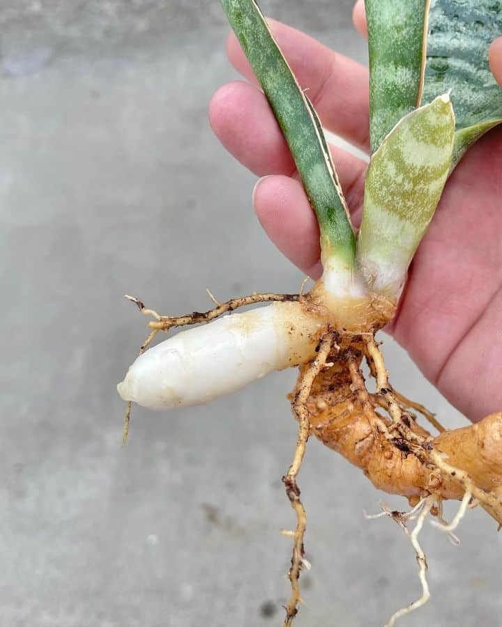 Snake Plant rhizome uprooted from the soil.