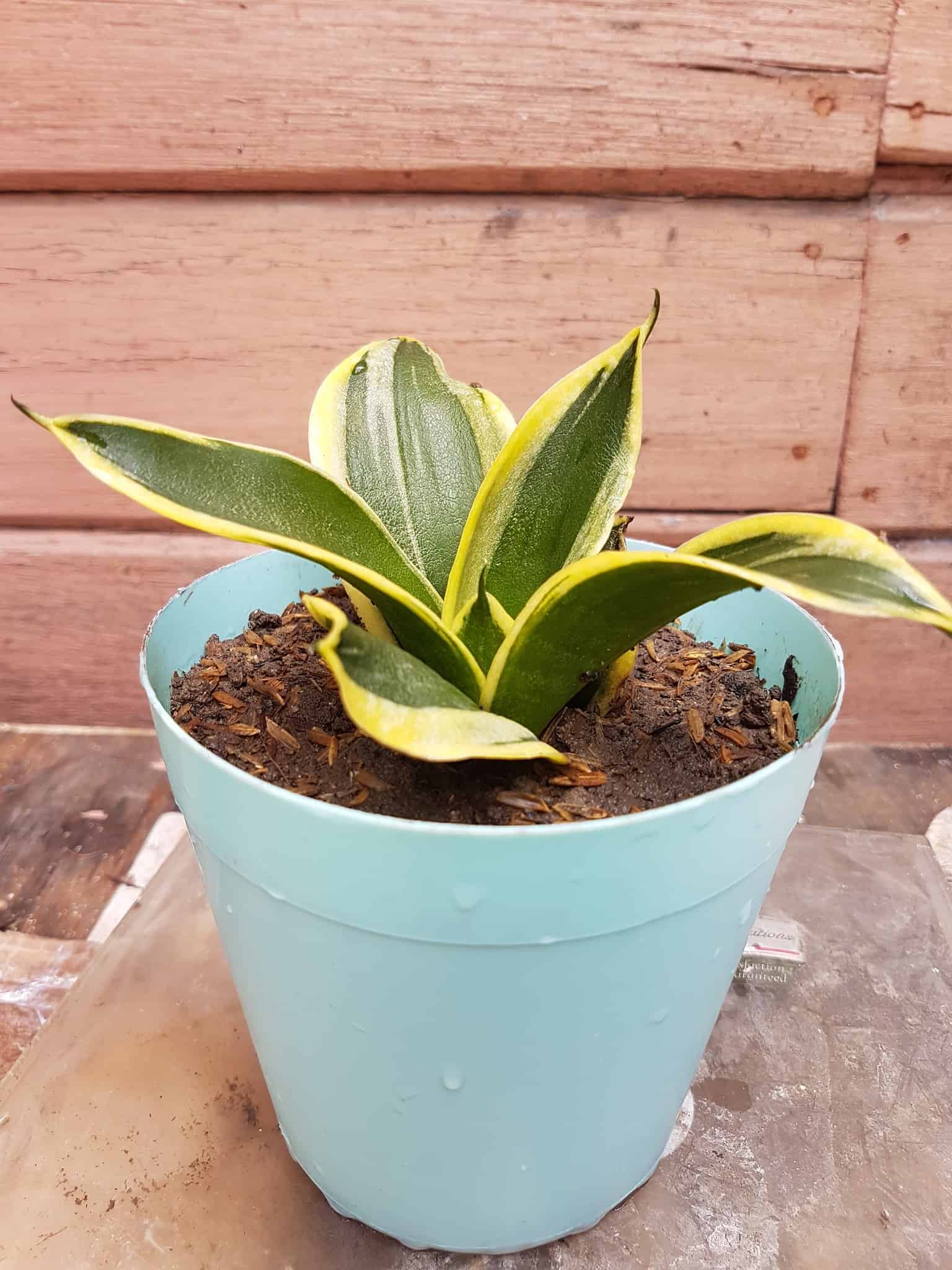 Snake plant in pot