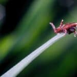 Spider mites