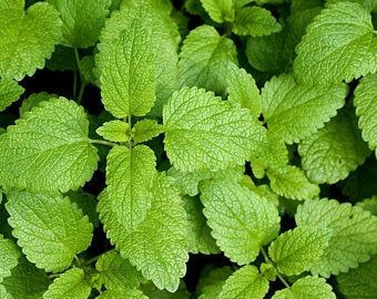 Grow Lemon Balm From Cuttings In 5 Steps With Care Tips