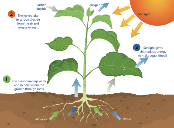 Providing Oxygen is one of Calathea plant benefits