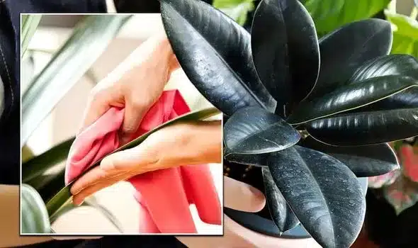 Dust trapping is another Calathea plant benefits