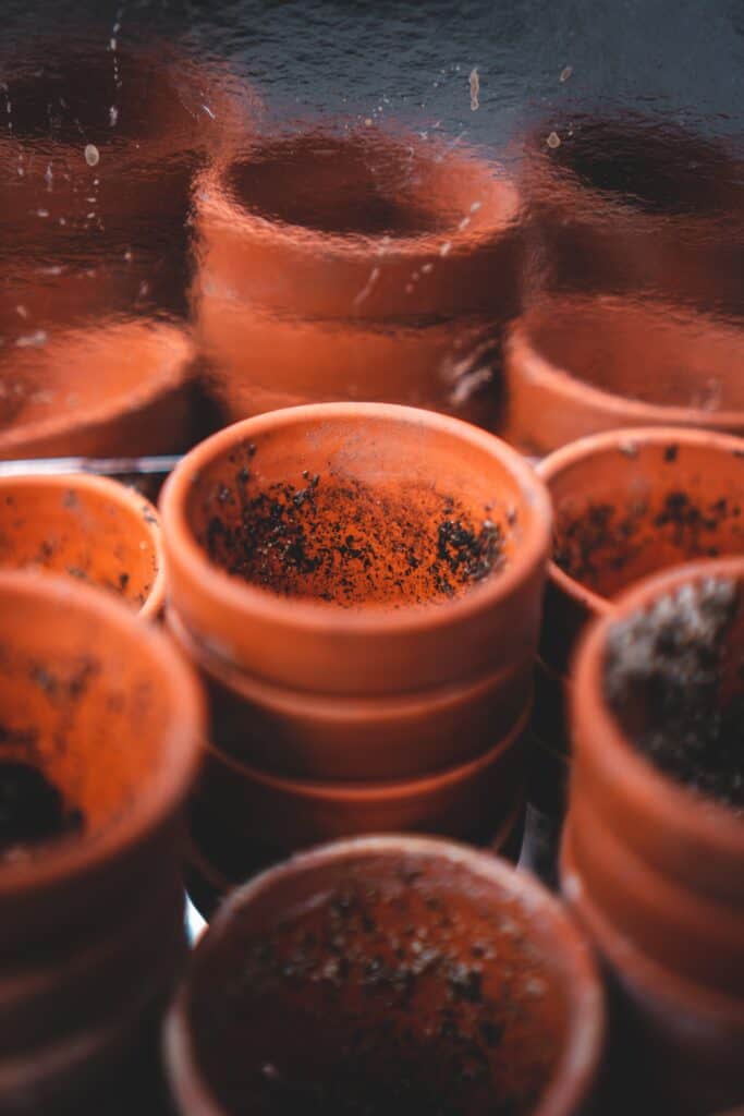 Repotting trailing Jade plant