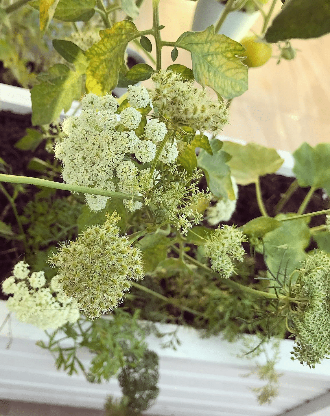 The flower of Carrot with seeds that is about to dry