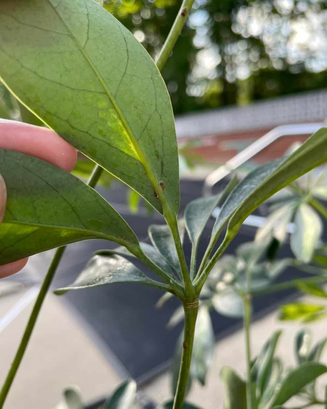 Image represents pests on the Schefflera leaves