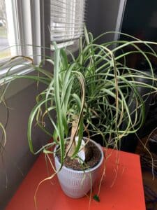 Ponytail palm plant