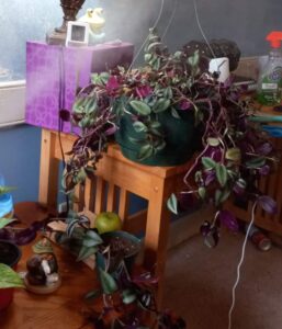Tradescantia Zebrina