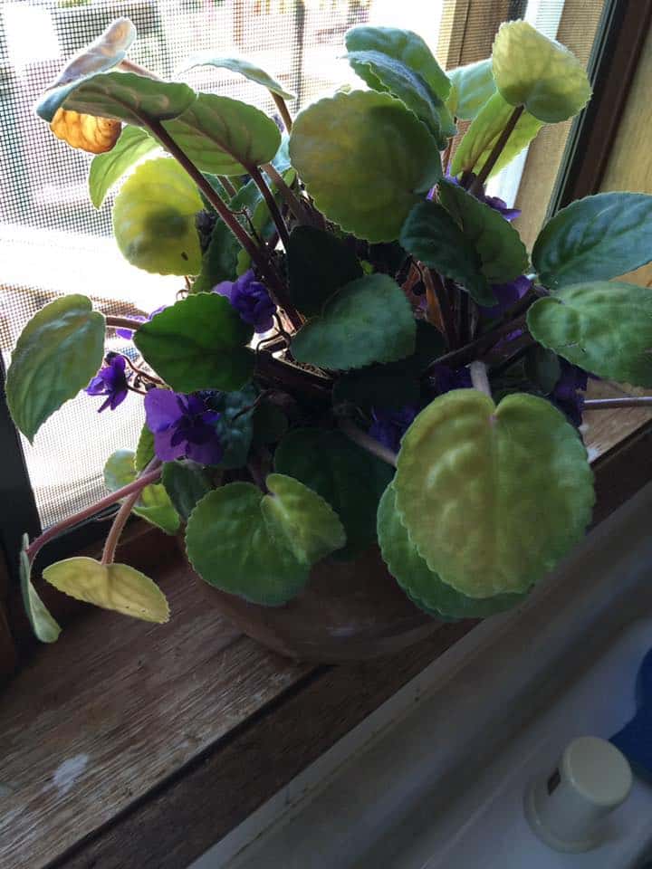 Image represents a leggy African Violet plant