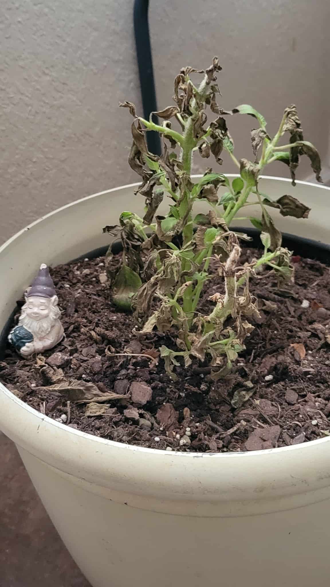 Image represents a worn out Pineapple Sage plant