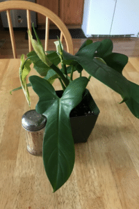 Philodendron Bipennifolium
