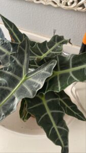 Sunlight rays hitting on beautiful Alocasiaalocasia yellow leaves