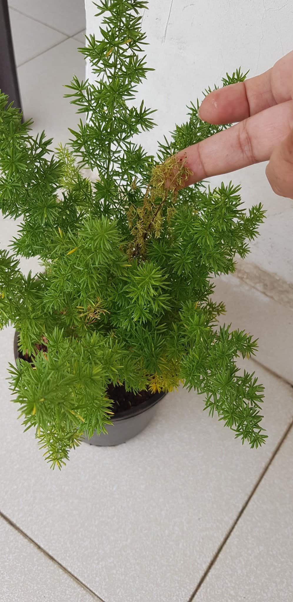 A person is pointing at the brown leaves of Asparagus Fern that is growing in a grey pot and is lying over a table.
