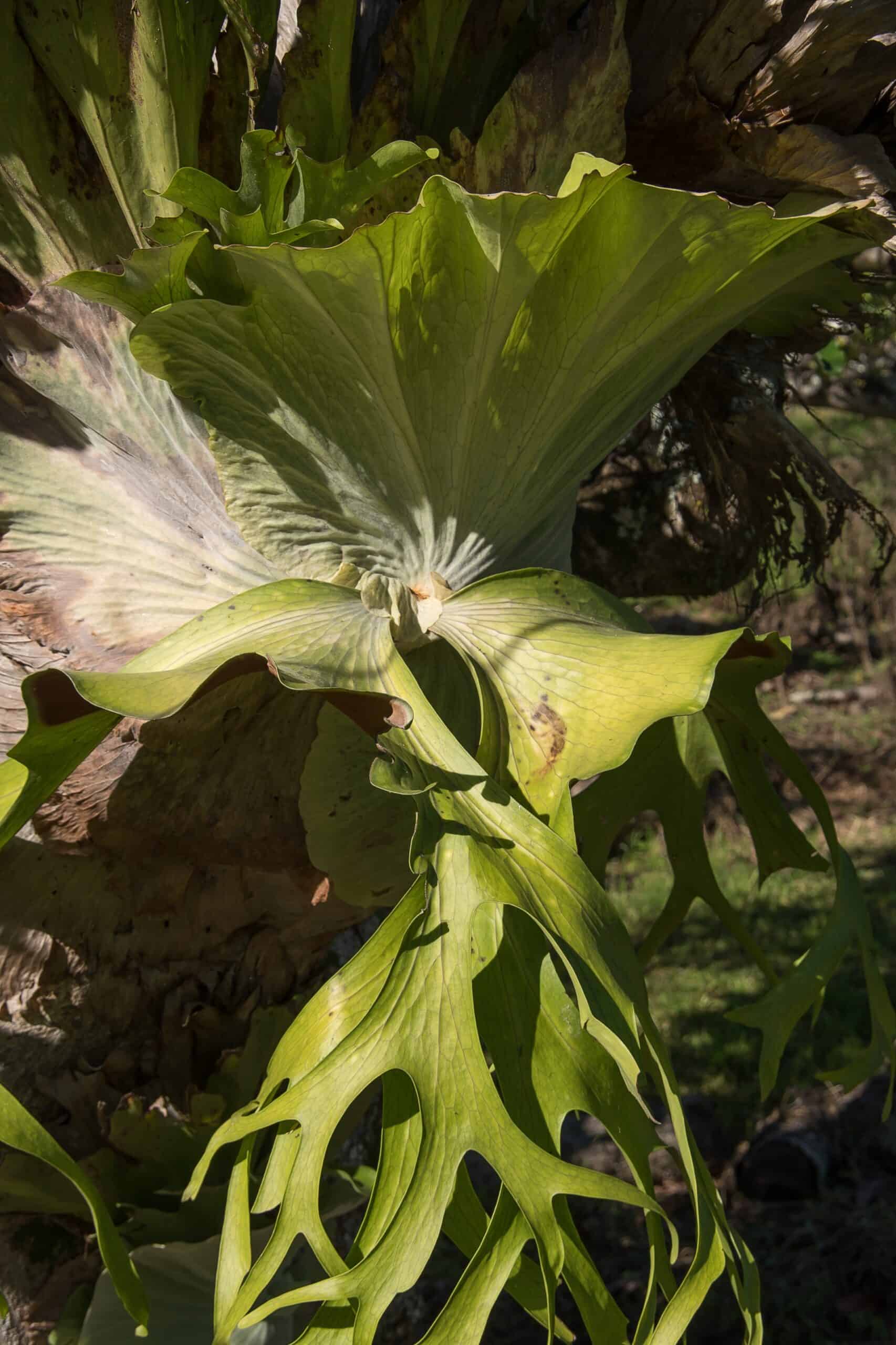 Diseased Staghorn Fern