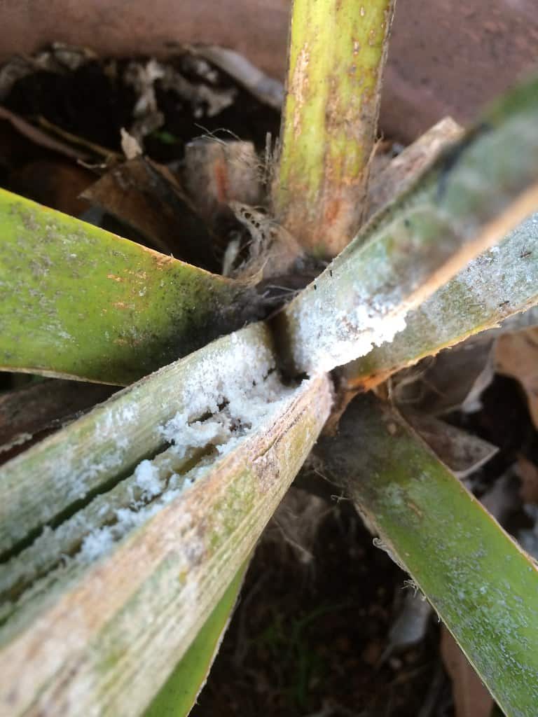 Pests in lemon lime philodendron vs neon pothos