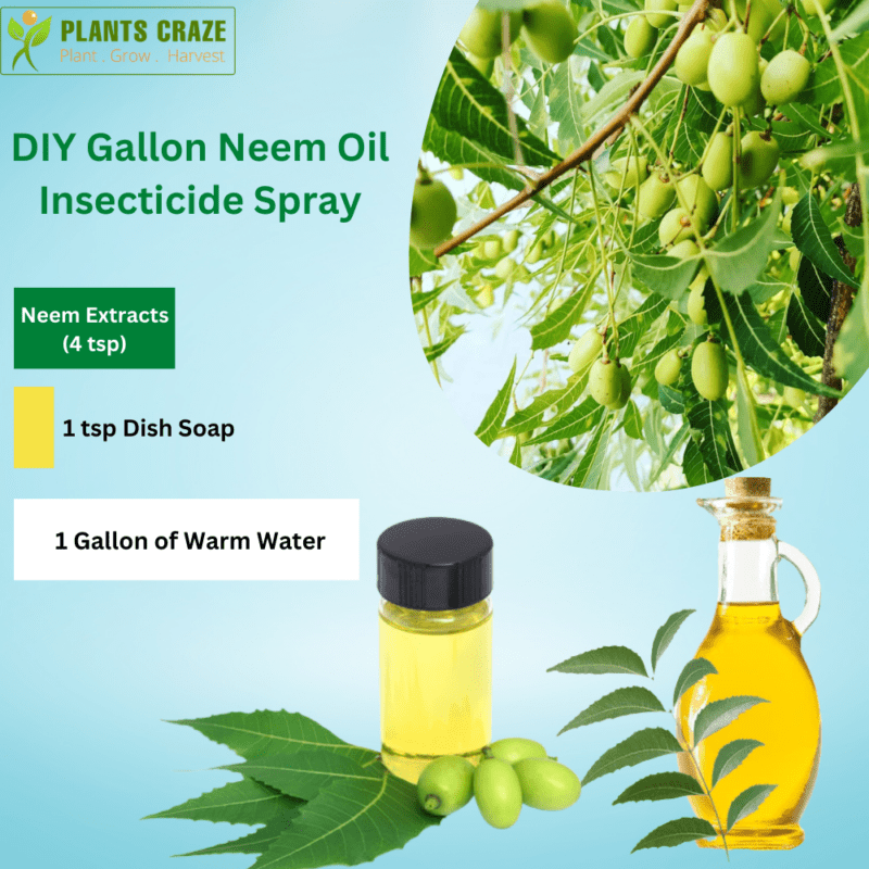 Neem Oil On Indoor Plants