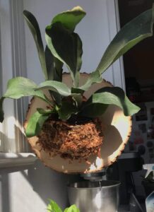 Staghorn Fern