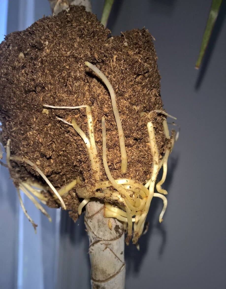 Image represents the process of air-layering in Dracaena Plant