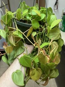 Lemon Lime philodendron plant.