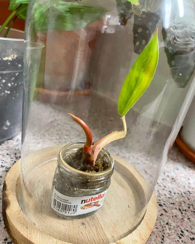 Philodendron stem cutting grown in a nutella jar coverd by a glass flask.