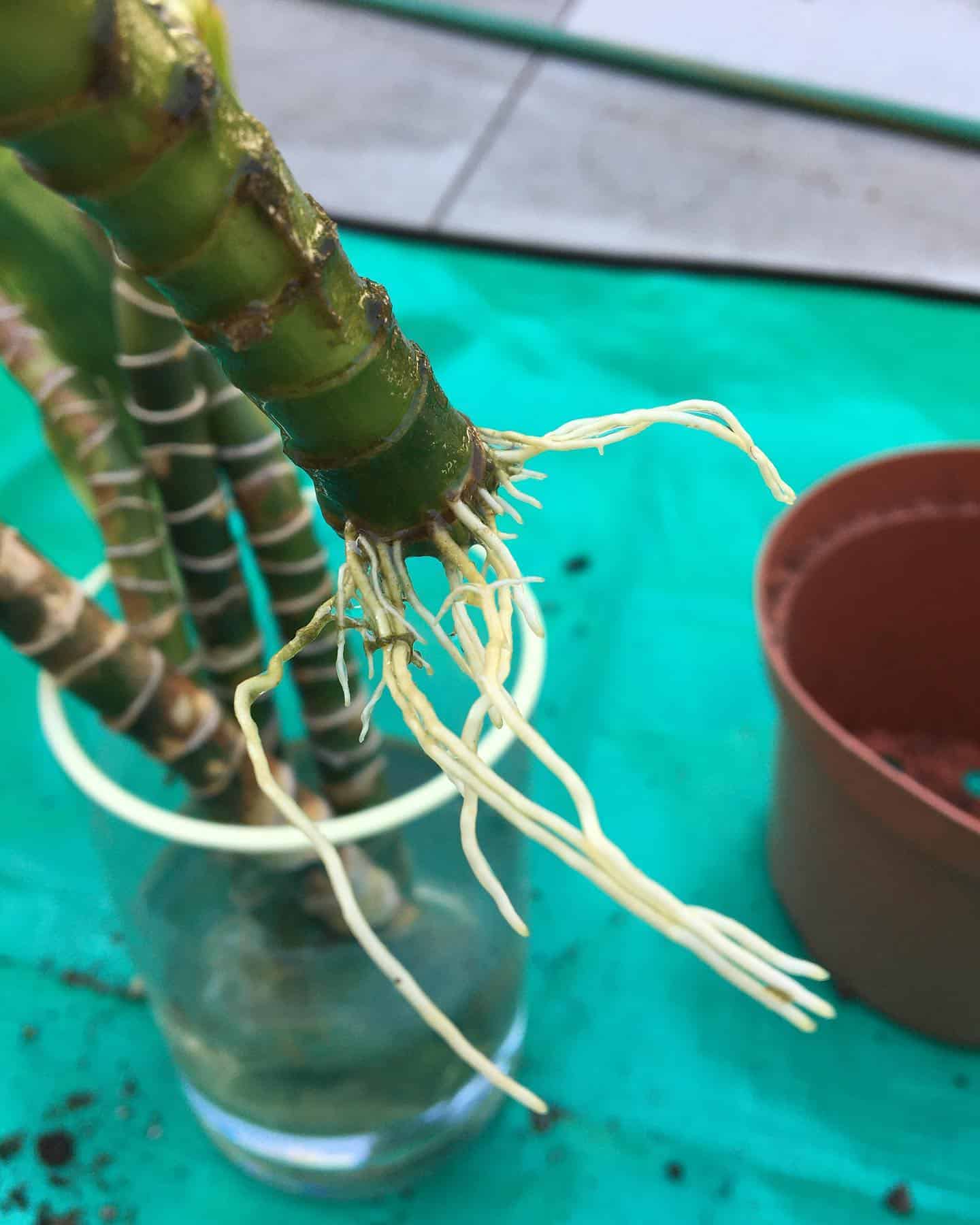 Image represents a rooted Dracaena stem cutting in water