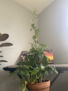 Monstera adansonii Growing