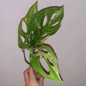 Adansonii's signature hollowed leaves