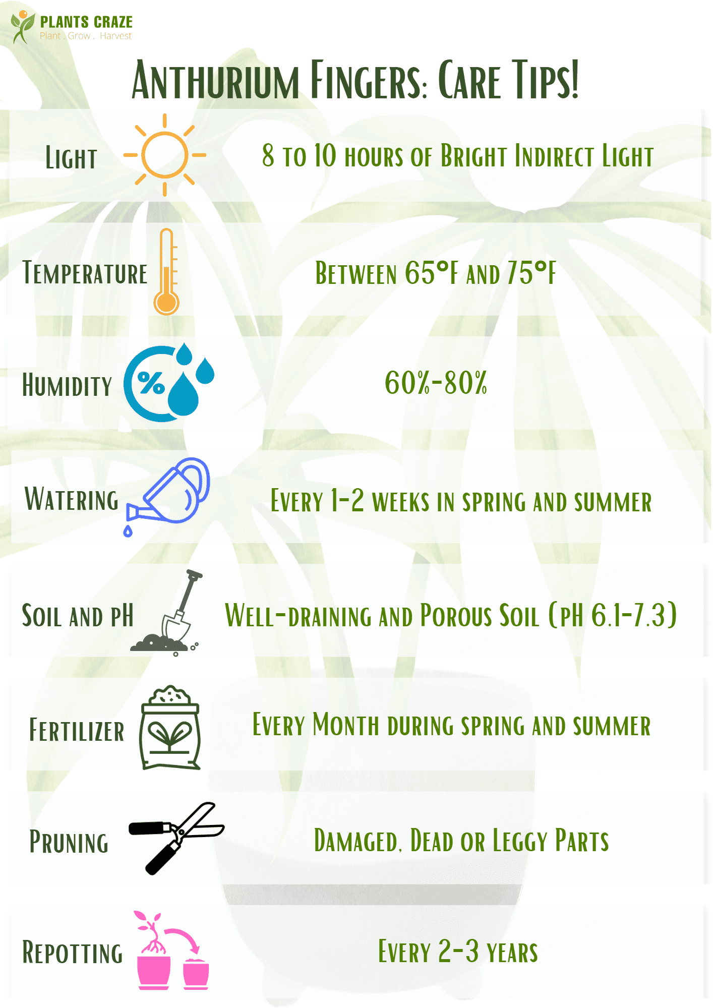 Image illustrates brief care tips for Anthurium Fingers