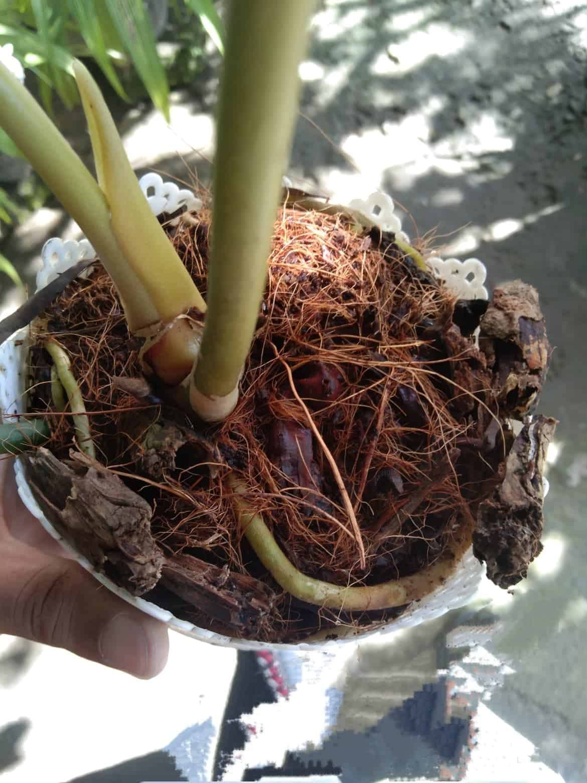 Image represents a compact potting soil