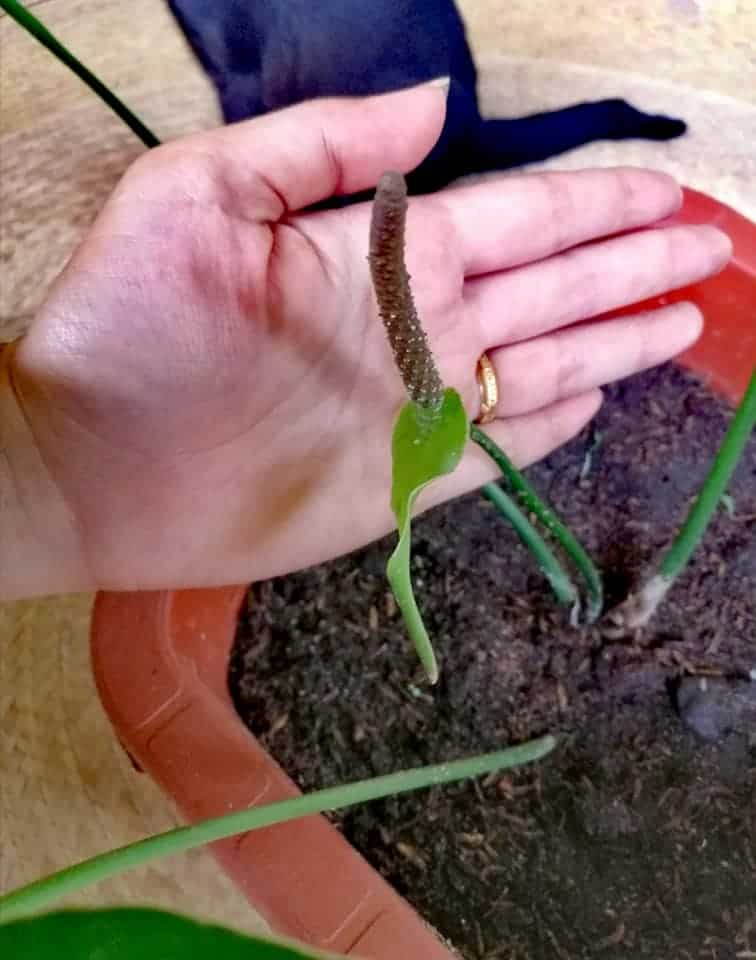Image represents the inflorescence of Anthurium Fingers