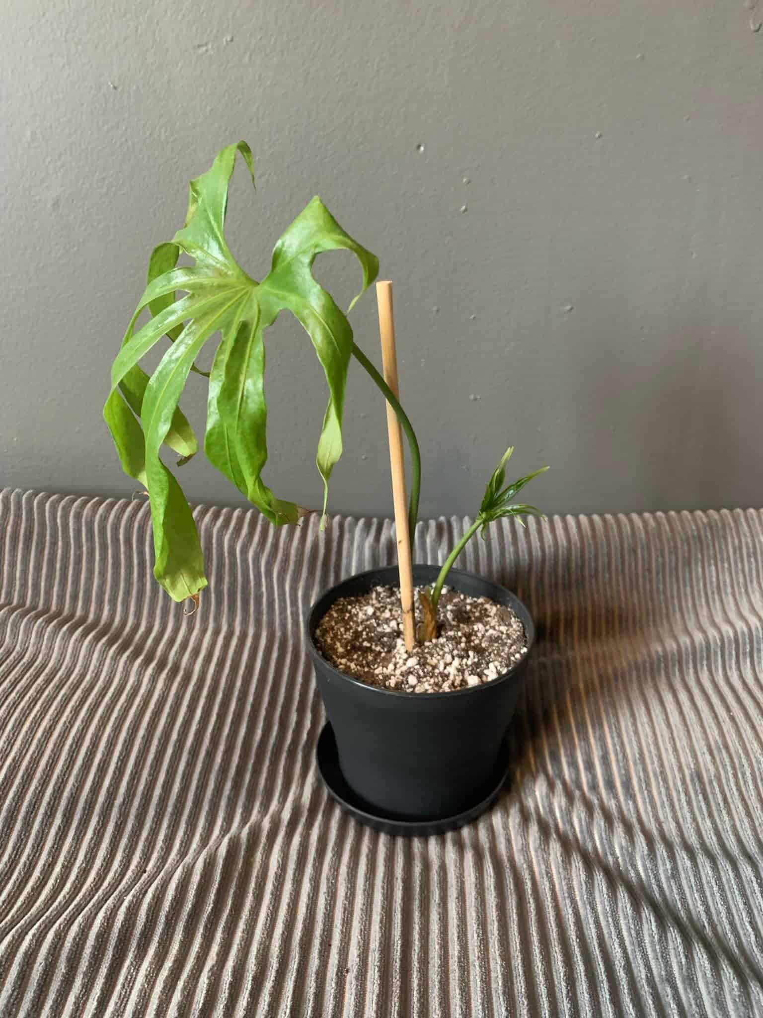 Image represents leaf tip burn in Anthurium Fingers