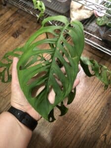 Monstera esqueleto