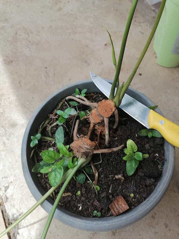 Image represents the propagation process