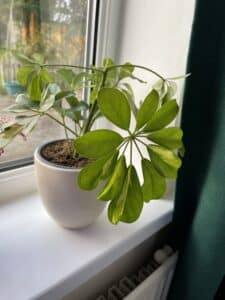Brown Spots in Schefflera Leaves