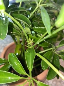 Healthy Schefflera Plant 