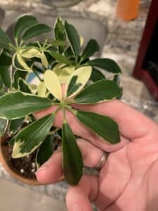 Yellow Leaves in Schefflera with Brown Spots