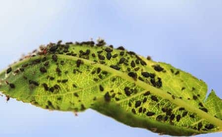 Brown aphids clung to the leaf