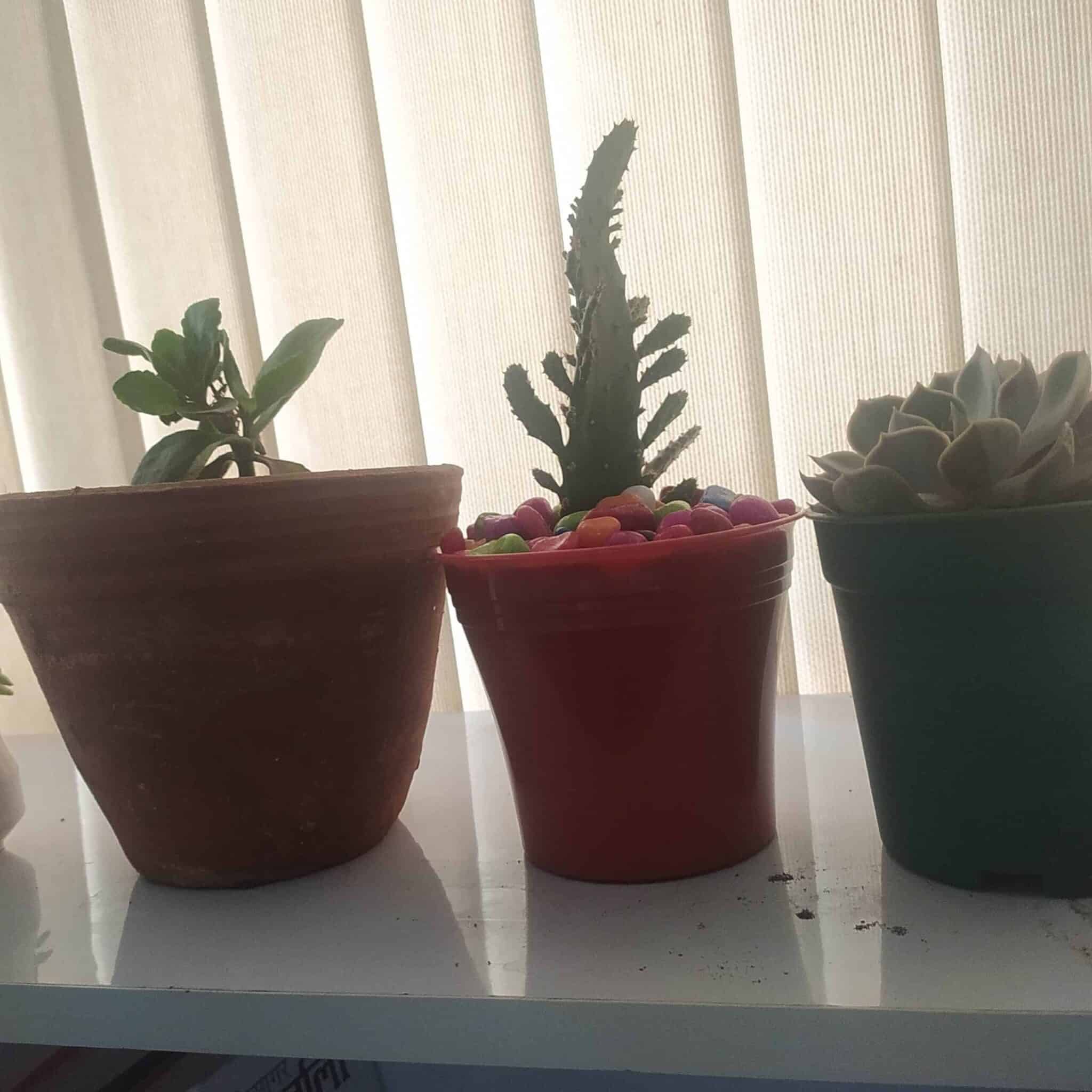 Plant receiving Indirect light from a curtained window