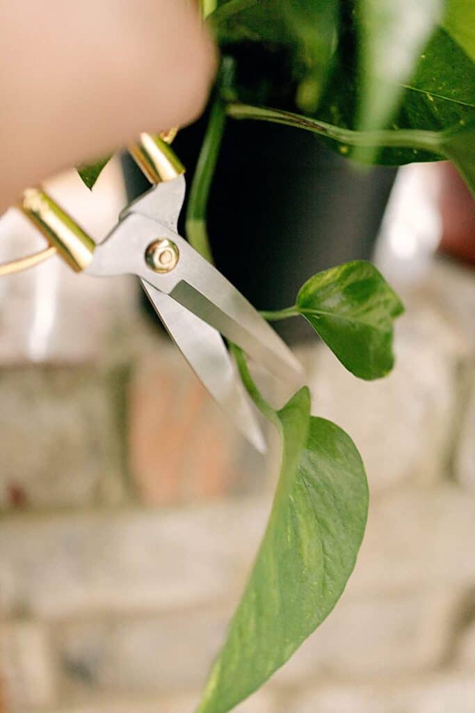 Cutting plant with scissors