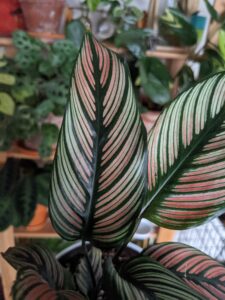 Beautiful Calathea Plant