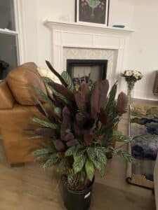 Calathea in Pots