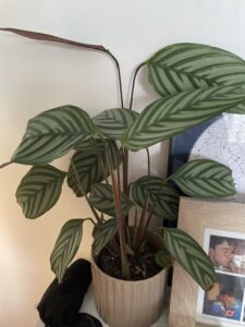 Calathea leaves