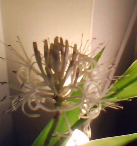 Lucky Bamboo Flower