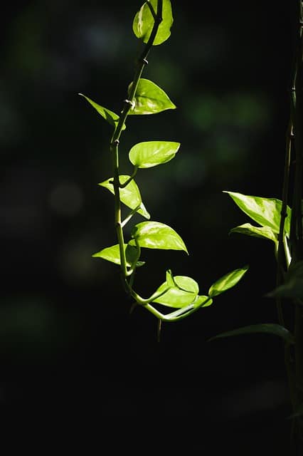 Overhanging Pothos stem