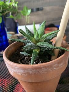 Haworthiopsis Attenuata