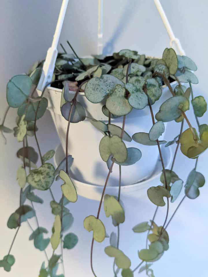 String of Hearts