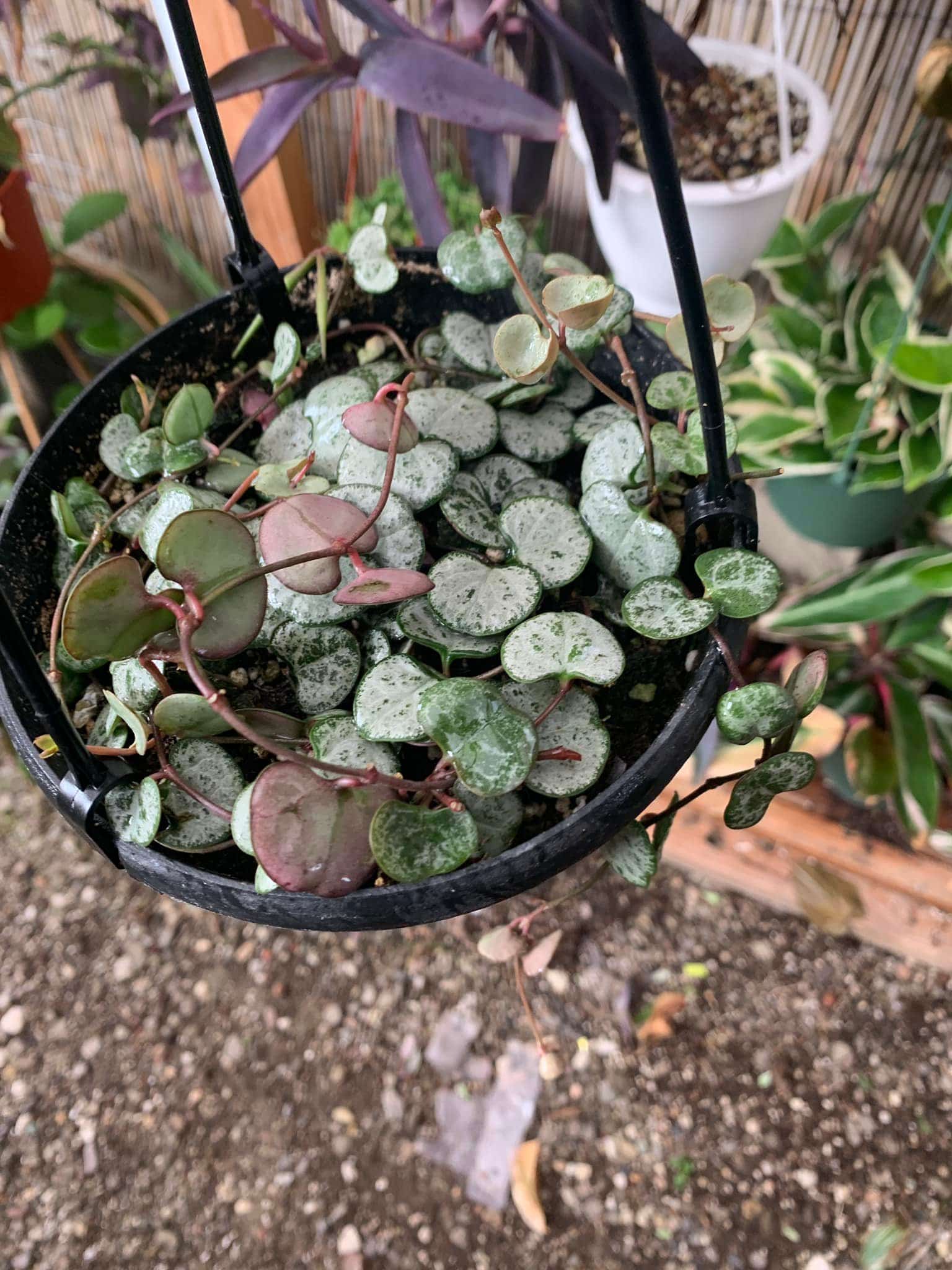 String of Hearts Plant