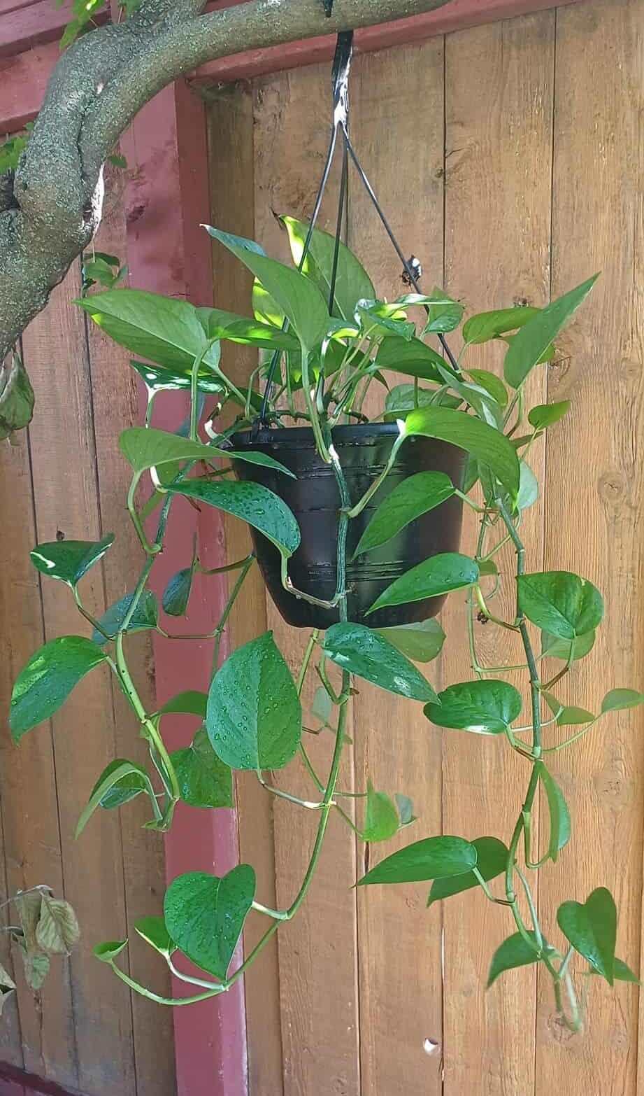 Trails of Jade Pothos is hanging down from a black pot.