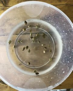 Lay the plant seed on plate